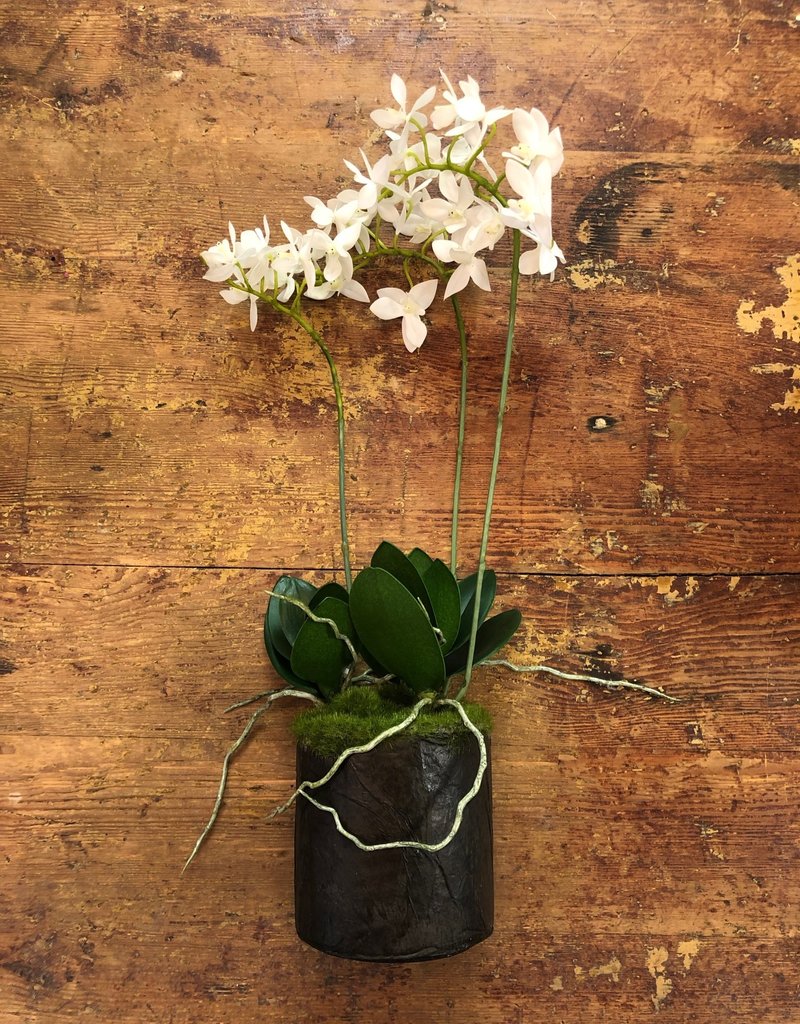 16" Dendrobium Drop-In w/ Roots
