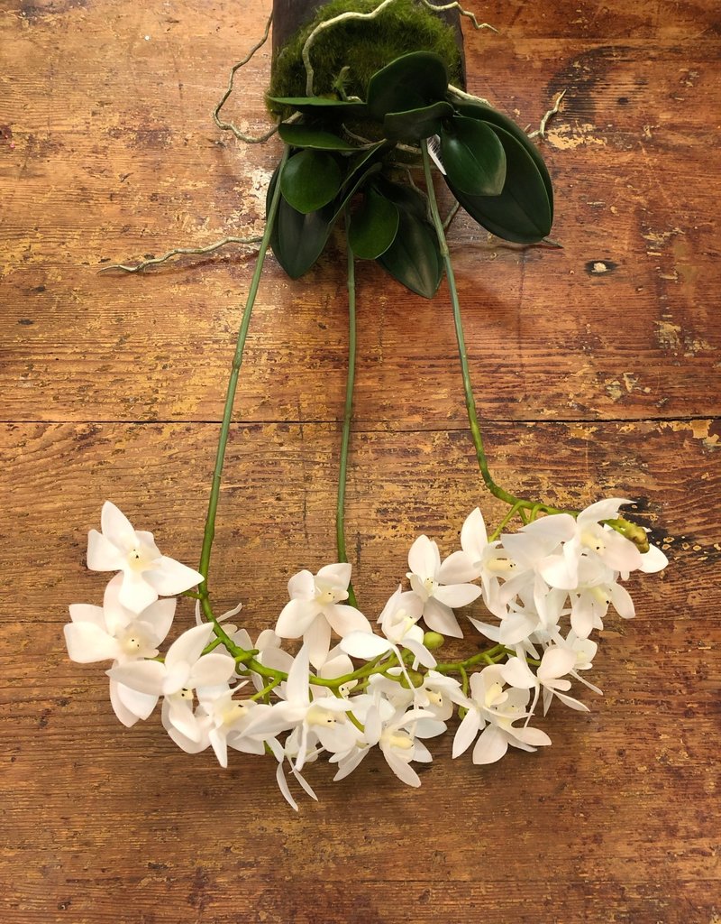 16" Dendrobium Drop-In w/ Roots
