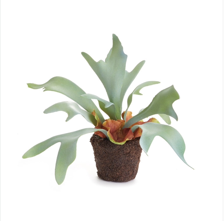 Staghorn Fern Drop-In, 9"