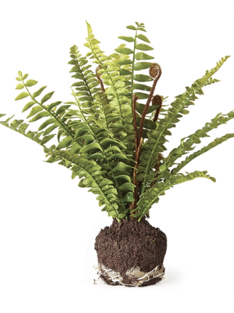 Boston Fern  Drop-In 11"