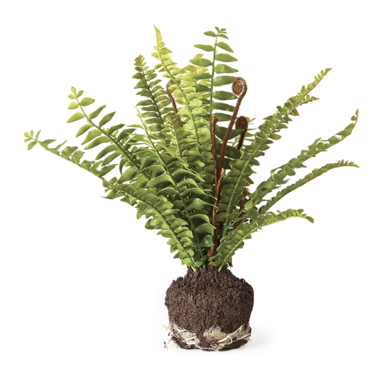 Boston Fern  Drop-In 11"