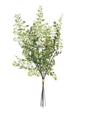 Maidenhair Fern  Stem Bundle