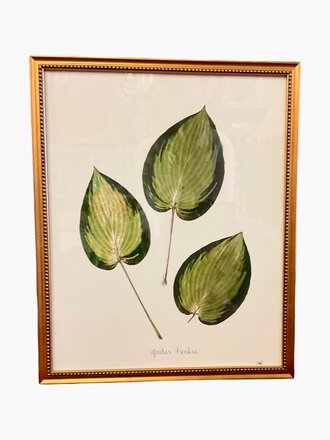 Hostas Funkia in Gold Bead Frame 16x20