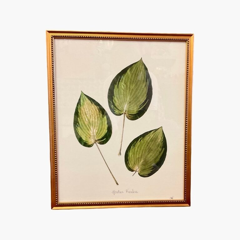 Hostas Funkia in Gold Bead Frame 16x20