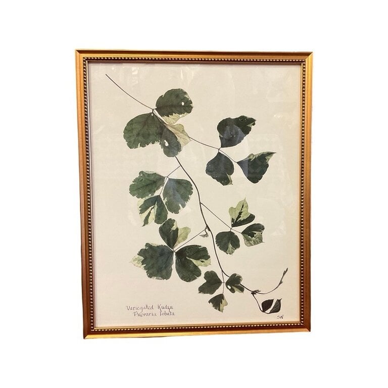 Variegated Kudzu in Gold Beaded Frame, 16x20