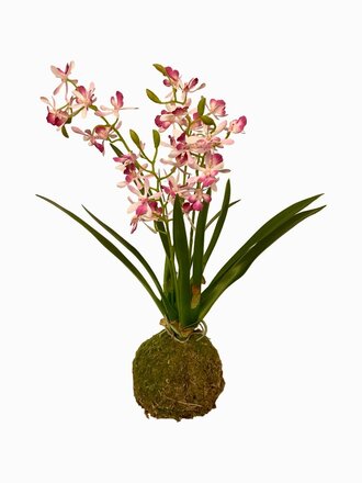 Porch View Home Mini Vanda Lavender Orchid in Large Moss Ball