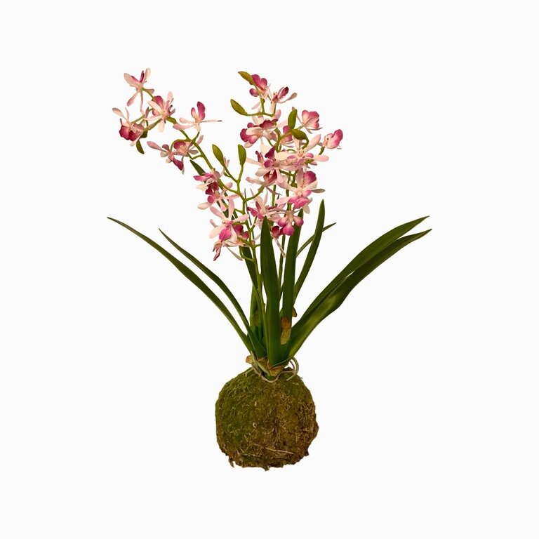 Porch View Home Mini Vanda Lavender Orchid in Large Moss Ball