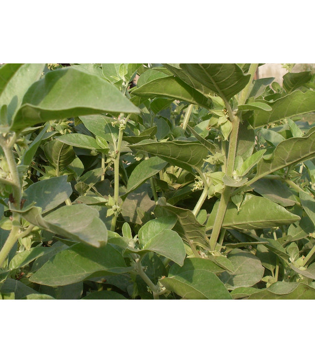 Ashwagandha Powder, 100g