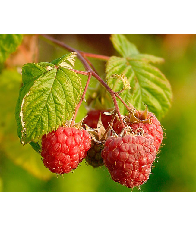 Red Raspberry Leaf, 30g