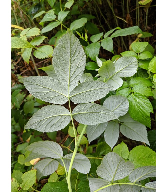 Red Raspberry Leaf, 30g