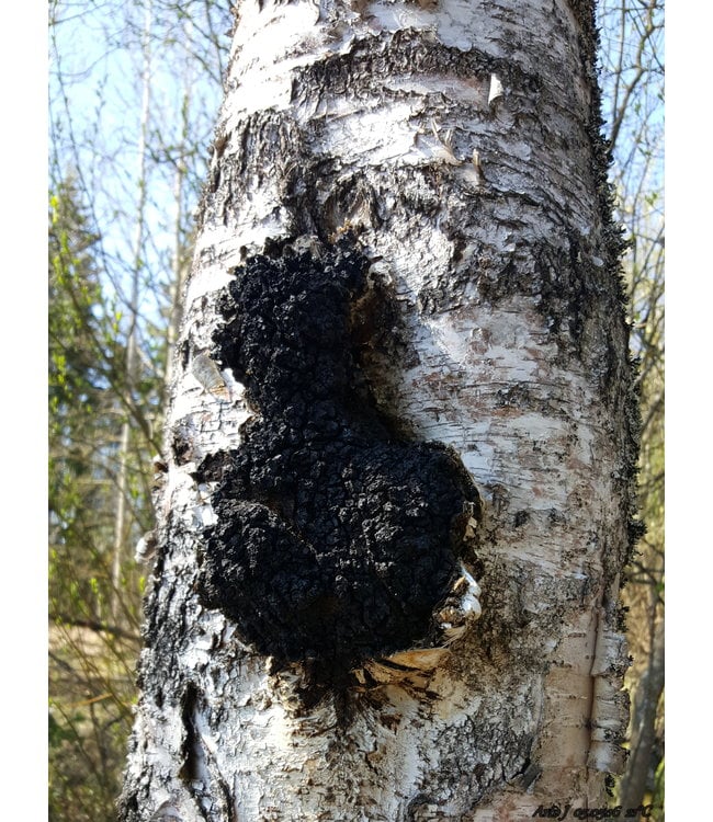 Chaga Mushroom, cut 90g