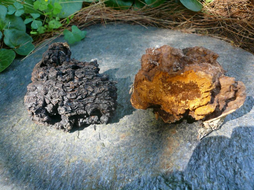 Information On Chaga Mushrooms 