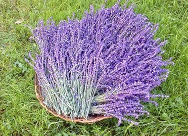 Lavender Coconut Fragrance Oil - Island Lavender Market