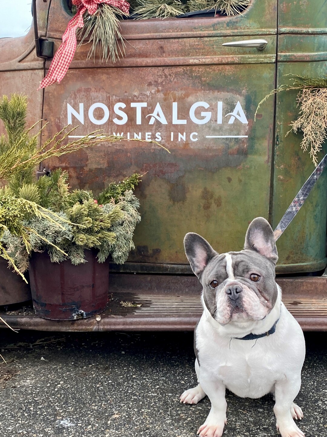 Winery Dogs Calendar Nostalgia Wines Inc. Online Store