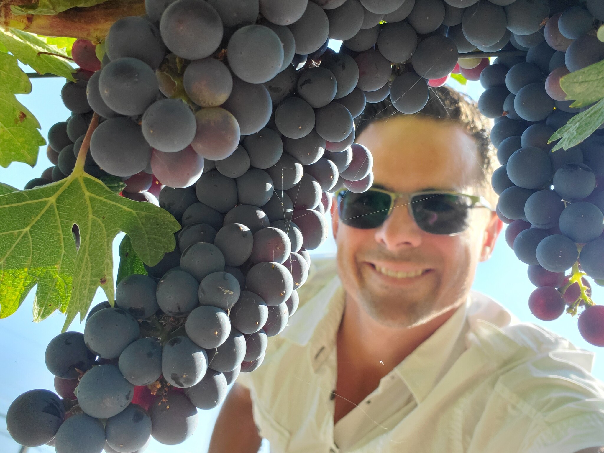 Carl's Wine Club Live to Air Wine Wednesday from Nostalgia Wines