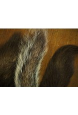 Squirrel Tail