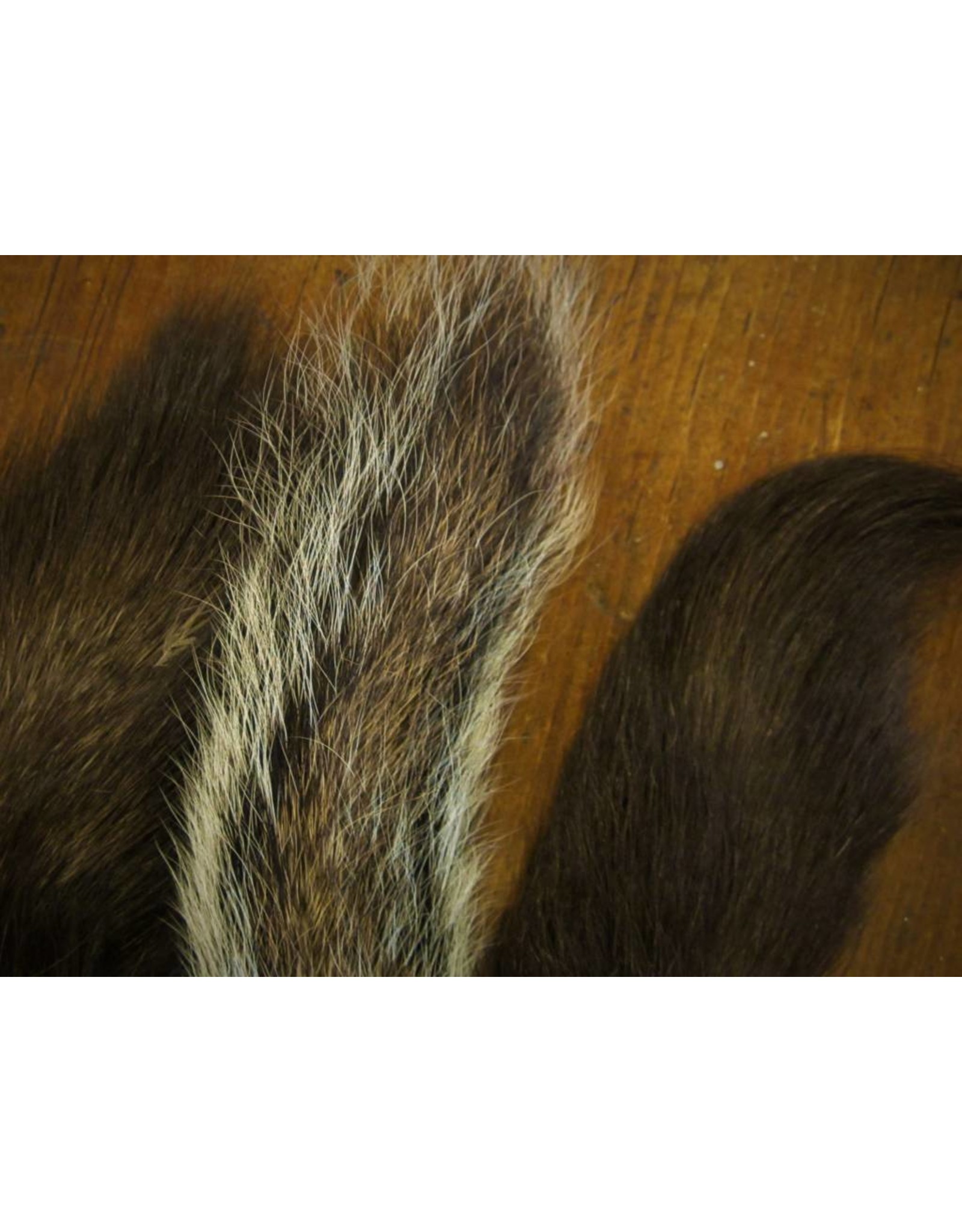 Squirrel Tail