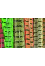 Ringneck Tail Feathers