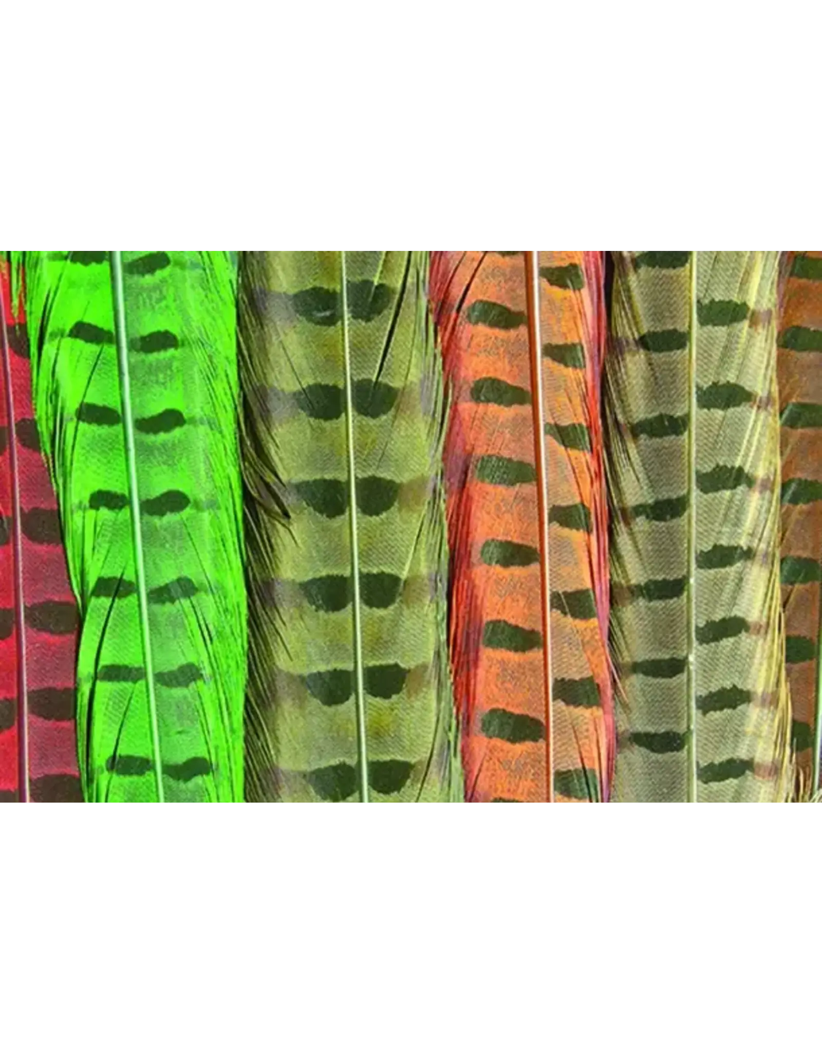 Ringneck Tail Feathers