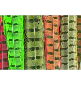 Ringneck Tail Feathers