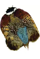 RINGNECK PHEA. SKIN, NATURAL, COCK