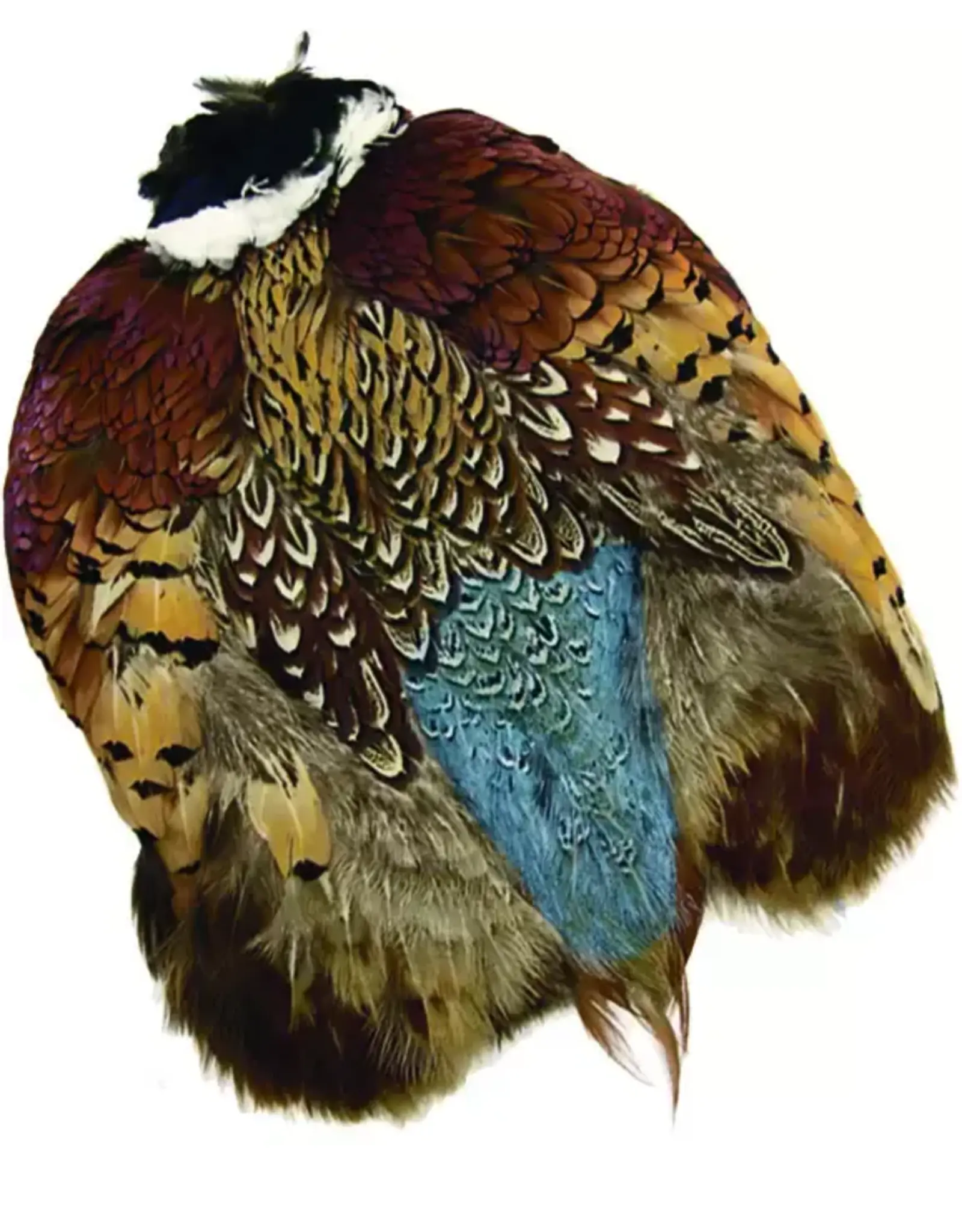 RINGNECK PHEA. SKIN, NATURAL, COCK