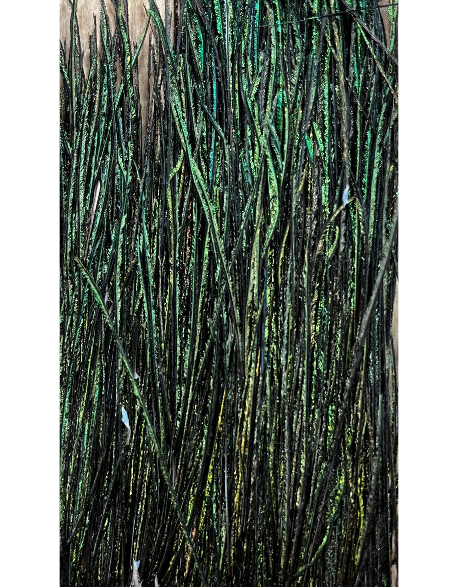 Wapsi Strung Peacock Herl