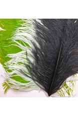 Ostrich Plumes
