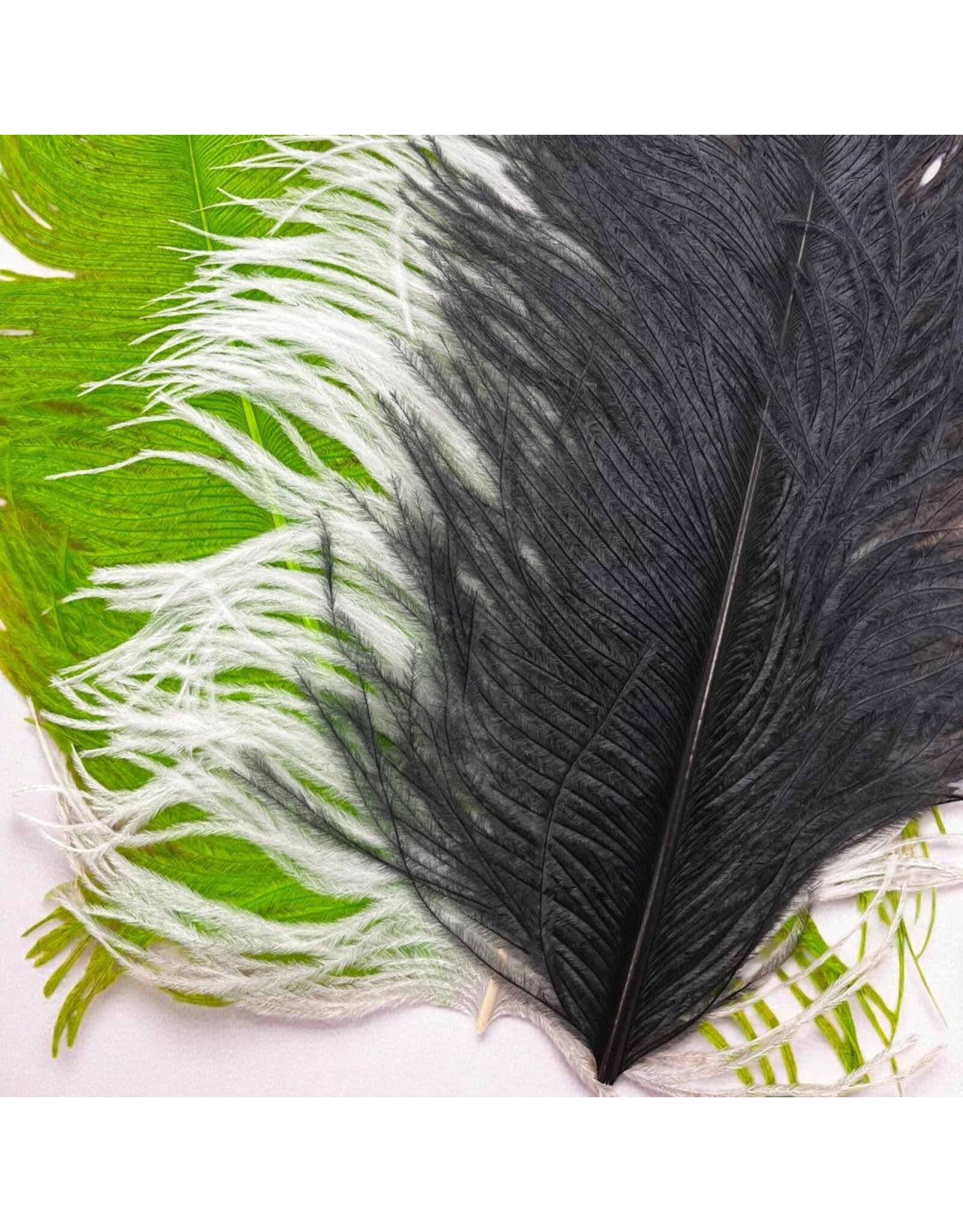 Ostrich Plumes