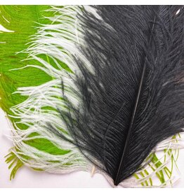 Ostrich Plumes