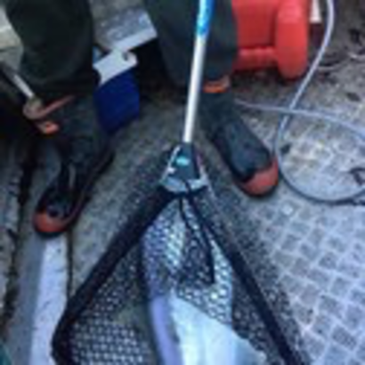 Rusler - Ultimate collapsible folding landing net