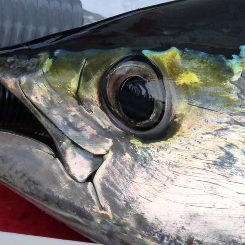 Trolling swivel for Marlin and Tuna