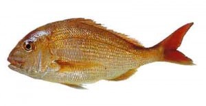 Mpi review of sustainability and other management controls for snapper 1 ( SNA 1) Paper no 2103/31