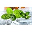 Ri Ecig Eliquid 50/50