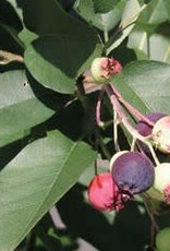 Bron and Sons Amelanchier a. 'Martin' #2 Saskatoon or Service berry