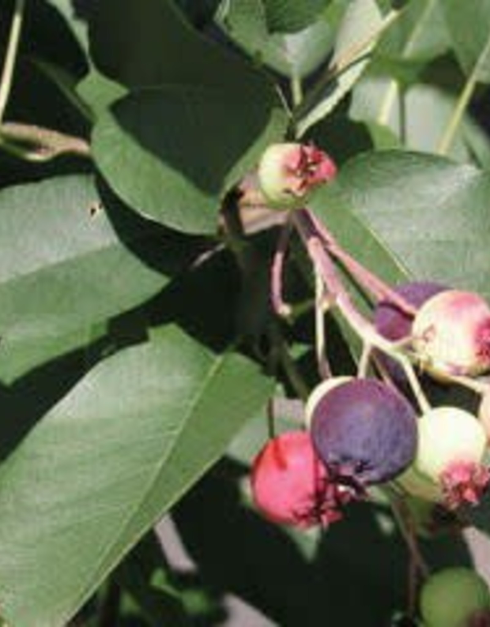 Bron and Sons Amelanchier a. 'Martin' #2 Saskatoon or Service berry