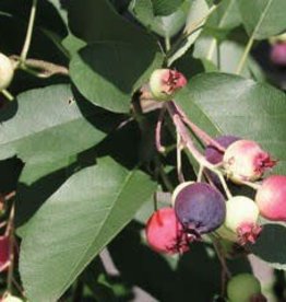 Bron and Sons Amelanchier a. 'Martin' #2 Saskatoon or Service berry