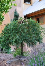 Bron and Sons Caragana a. 'Pendula'-Weeping Siberian Pea Shrub #10T/G