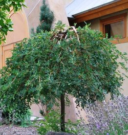 Bron and Sons Caragana a. 'Pendula'-Weeping Siberian Pea Shrub #10T/G