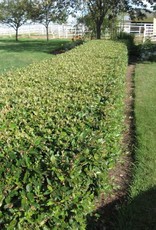 Bron and Sons Cotoneaster lucidus #2 Peking / Hedge