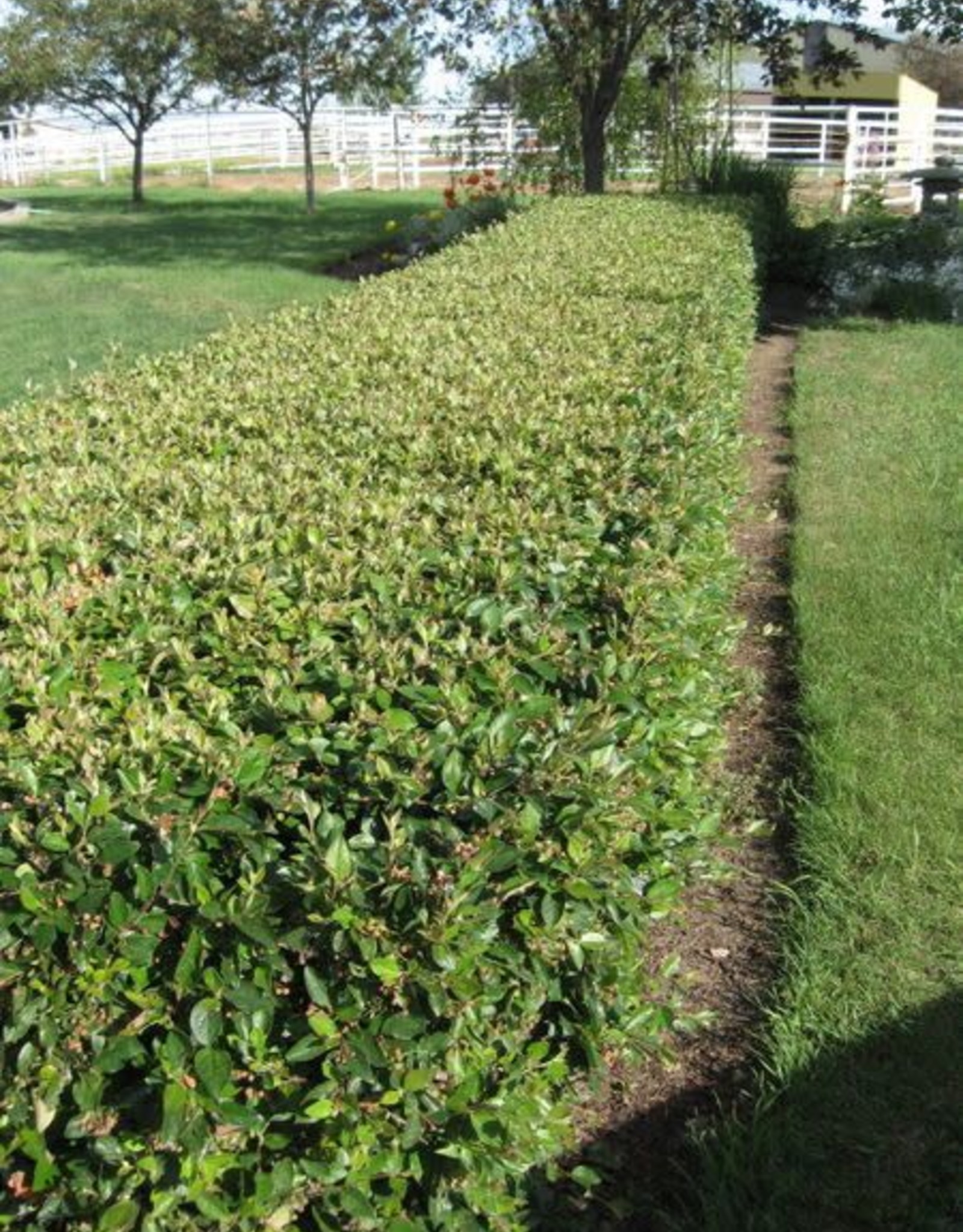 Bron and Sons Cotoneaster lucidus #2 Peking / Hedge