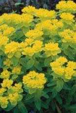 Bron and Sons Euphorbia polychroma #1  Cushion Spurge