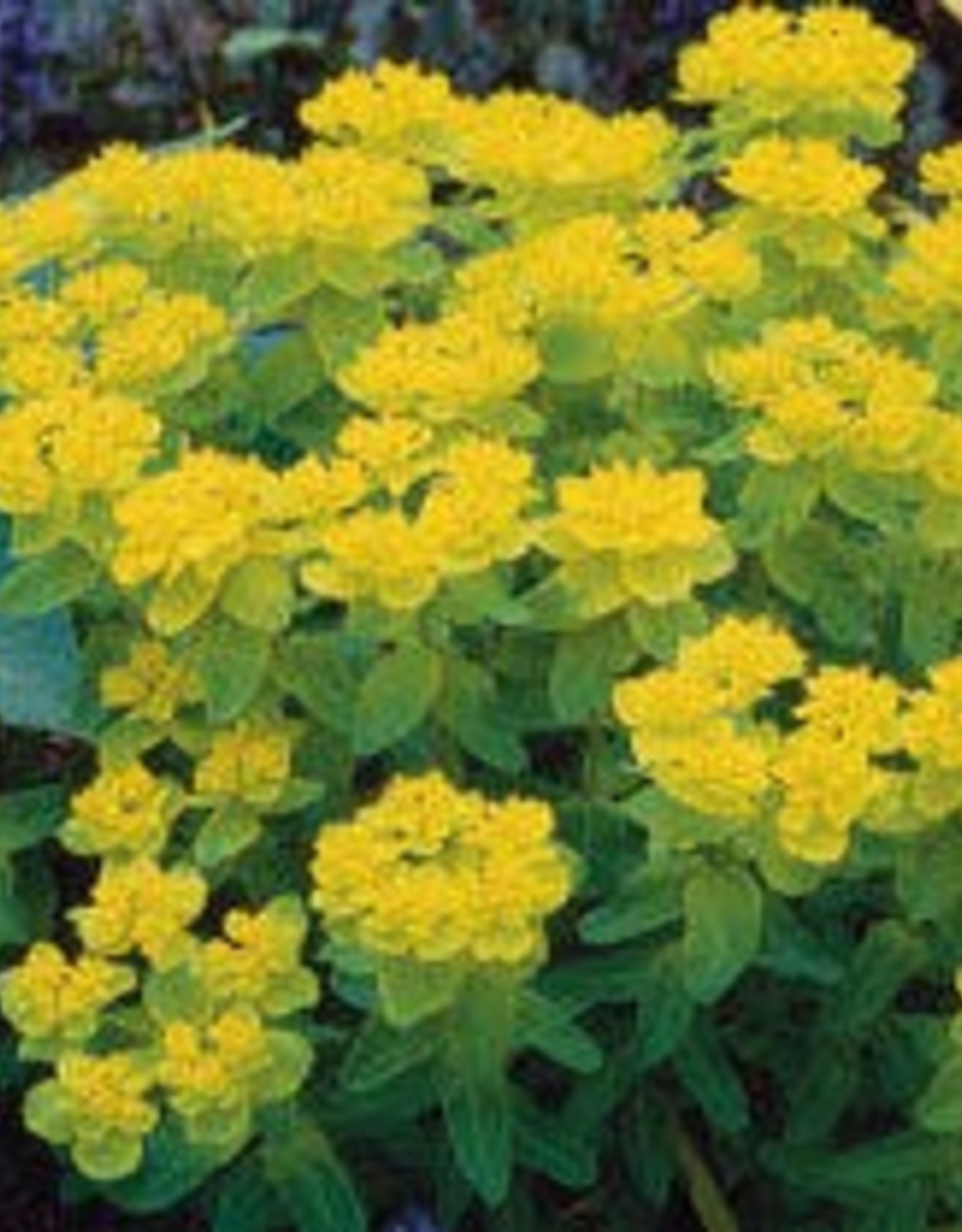 Bron and Sons Euphorbia polychroma #1  Cushion Spurge