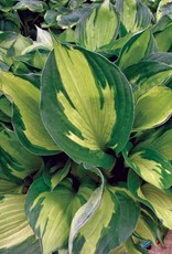 Hosta 'Whirlwind' #1