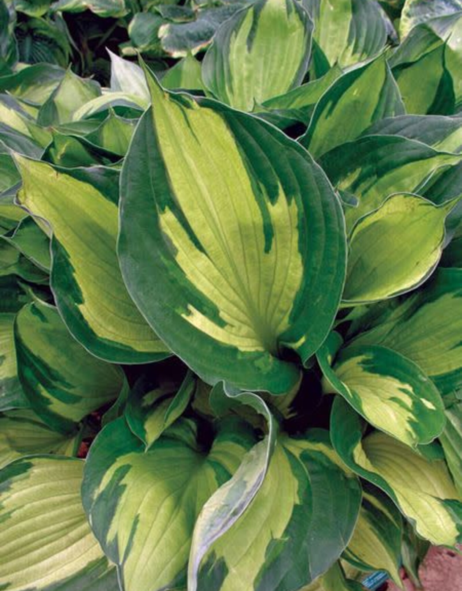 Hosta 'Whirlwind' #1