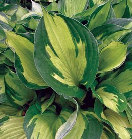 Hosta 'Whirlwind' #1