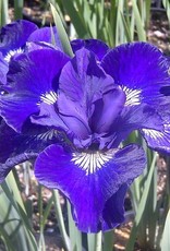 Bron and Sons Iris sibirica 'Ruffled Velvet' #1  -Ruffled Velvet Siberian Iris