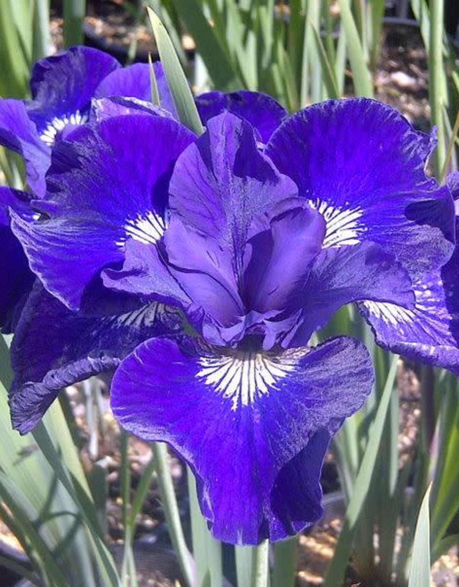 Bron and Sons Iris sibirica 'Ruffled Velvet' #1  -Ruffled Velvet Siberian Iris