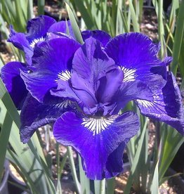 Bron and Sons Iris sibirica 'Ruffled Velvet' #1  -Ruffled Velvet Siberian Iris