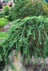 Bron and Sons Larix decidua 'Pendula' #10  -Weeping Larch